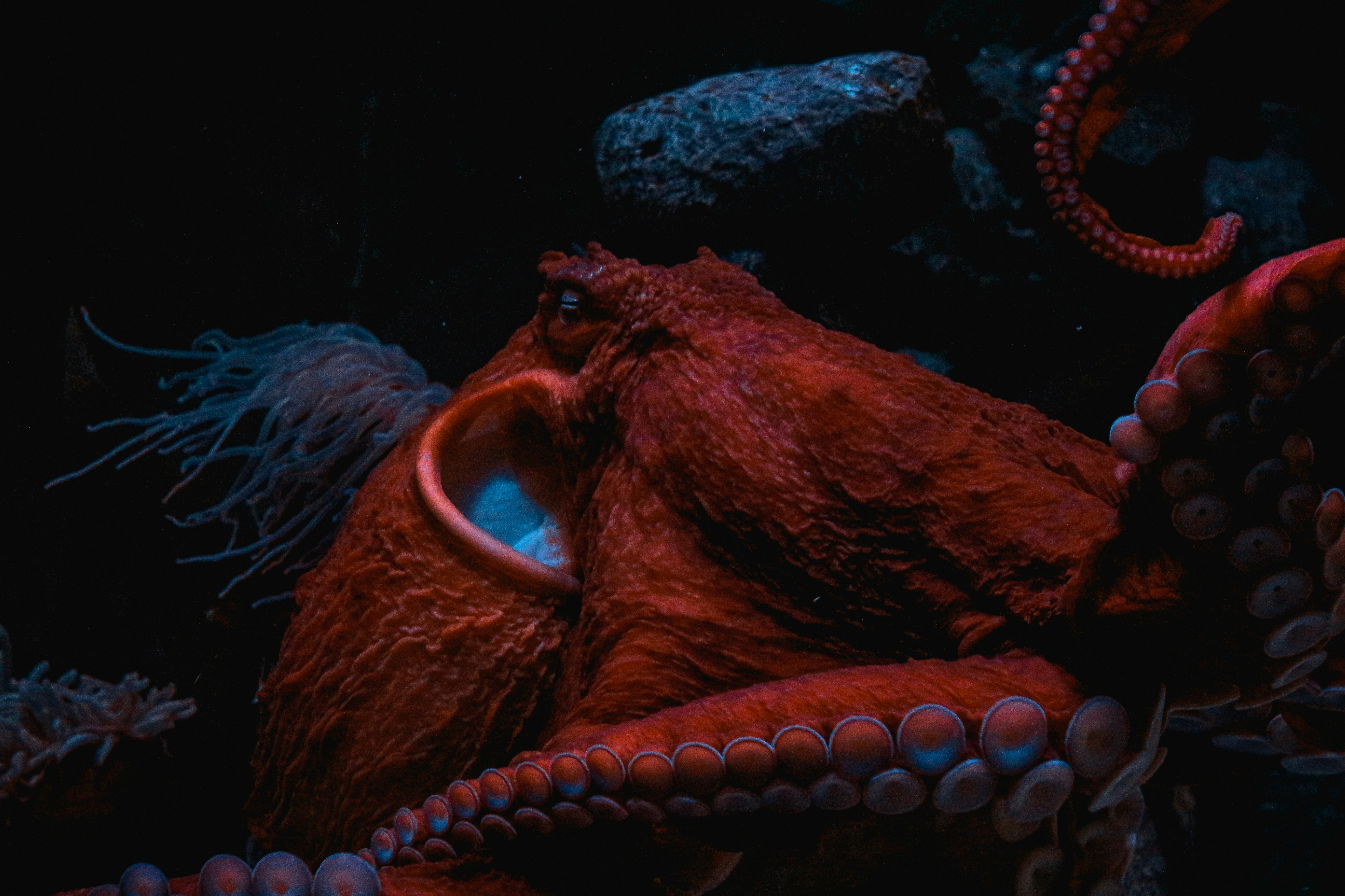Giant red octopus in dark waters