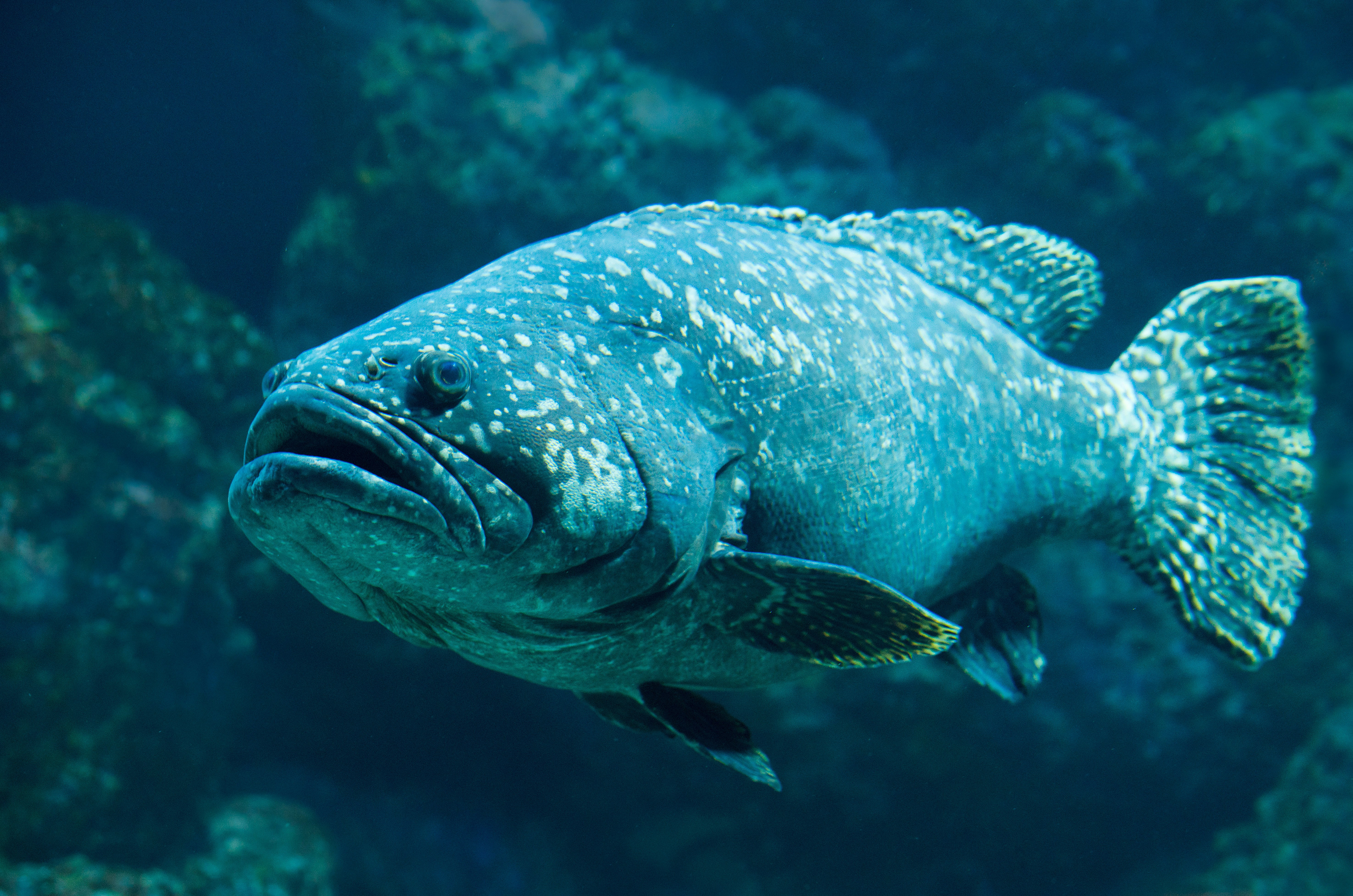 Large grouper fish swimming in deep water