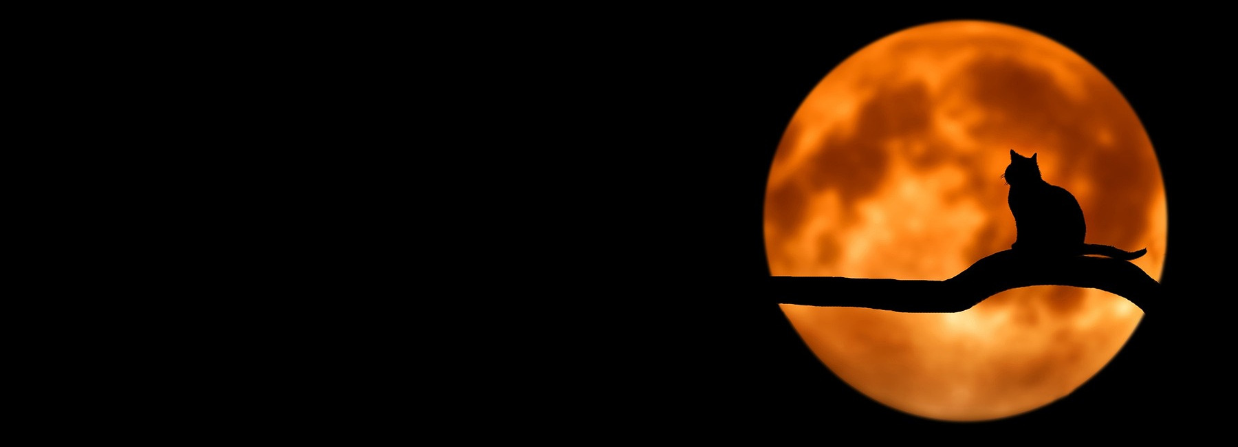 Silhouette of a cat sitting on a branch against a full orange moon