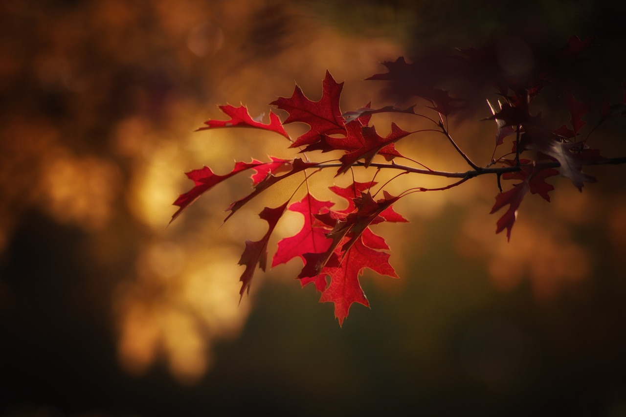 Red autumn leaves with a golden glow in the background