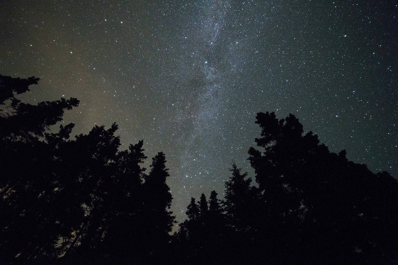 Silhouette of tall trees against a starry night sky