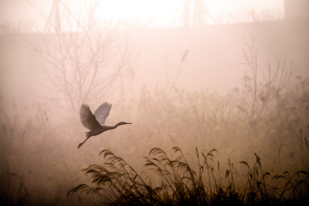 Bird Flying Through a Misty Field