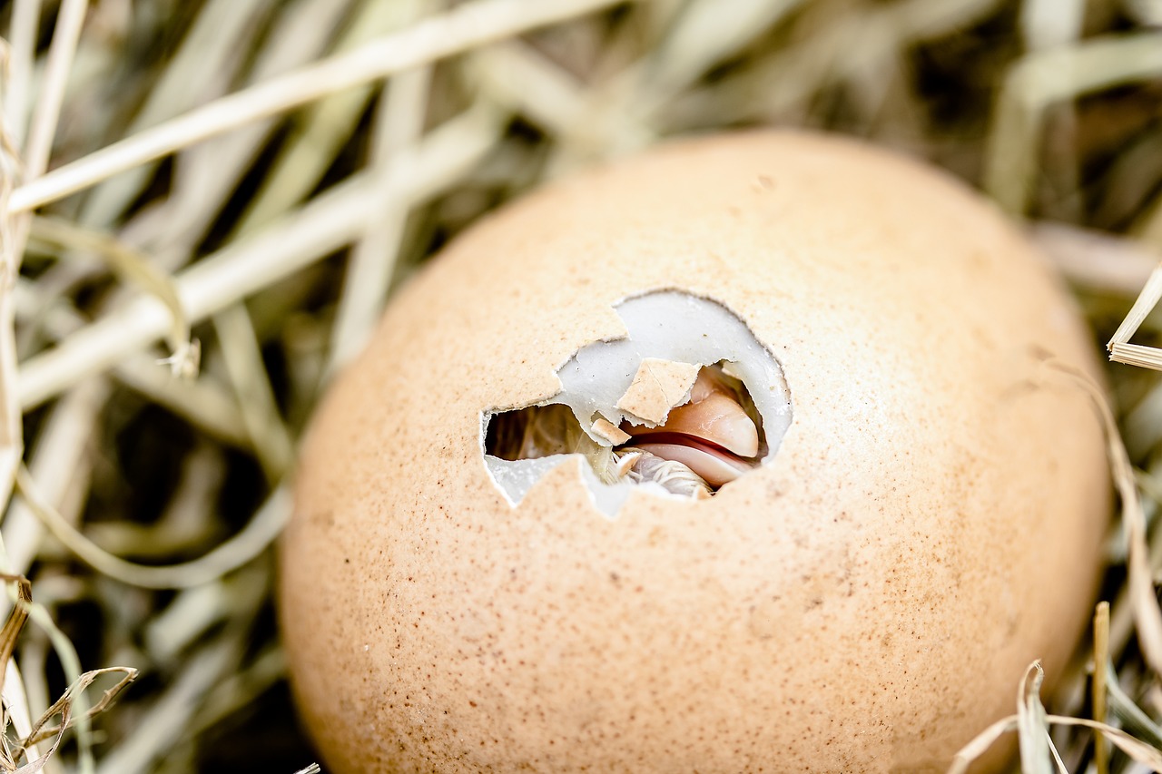 Chick hatching