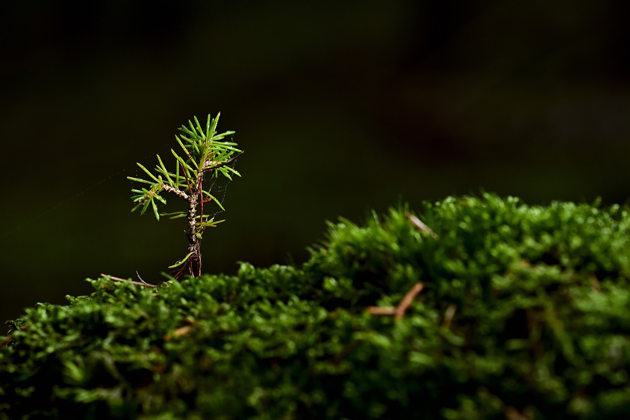 Small plant growing on moss in the forest