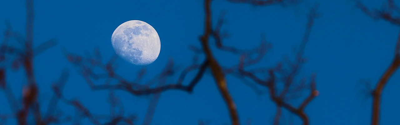 The Moon in the night sky with tree branches in the foreground