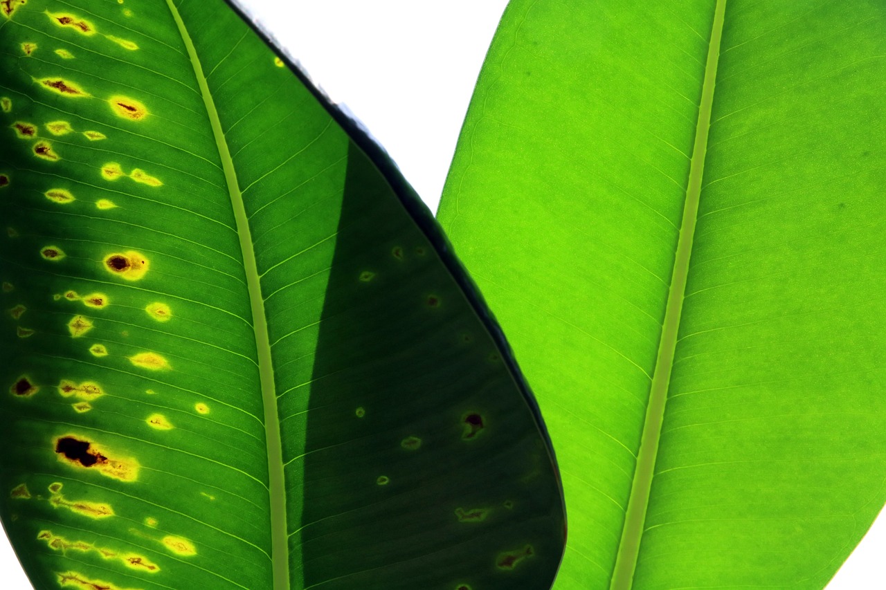 Close-up of two green leaves with one partially shadowed