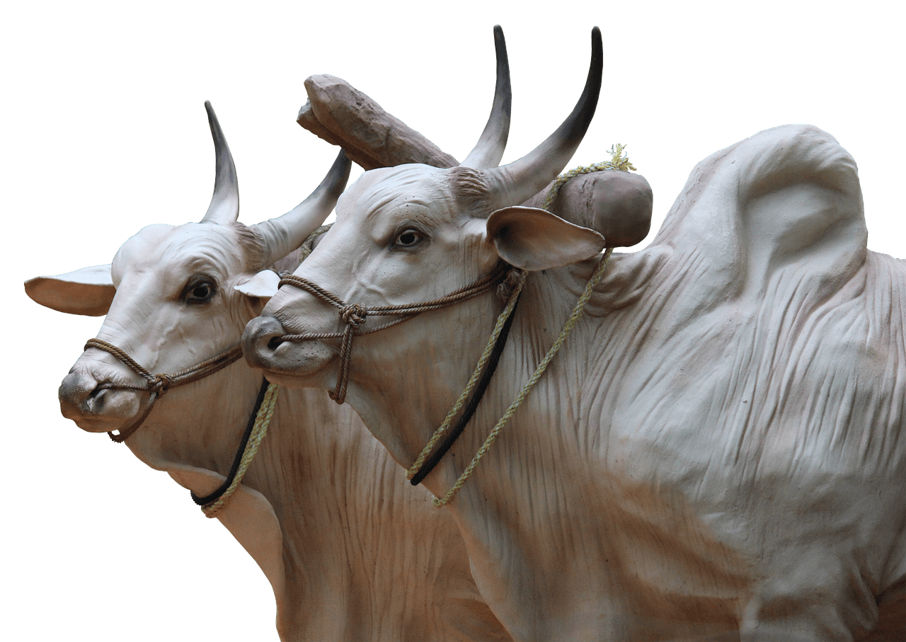 Two cattle