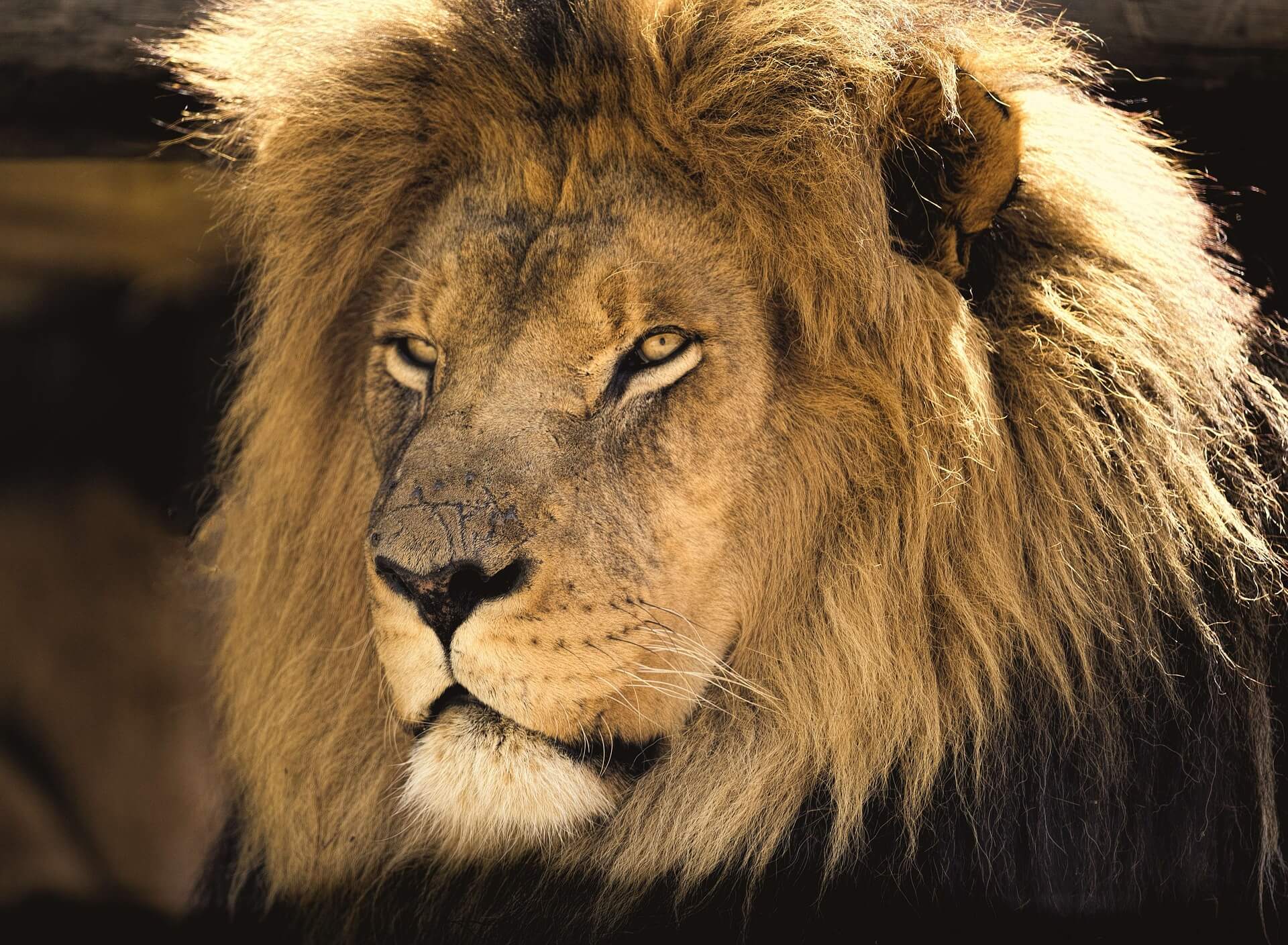 A lion representing Leo